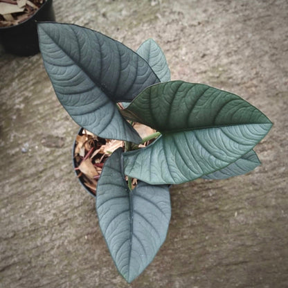 alocasia reginae for sale, alocasia reginae buy online, alocasia reginae price, alocasia reginae shop