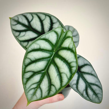 alocasia silver dragon for sale, alocasia silver dragon buy online, alocasia silver dragon price, alocasia silver dragon shop