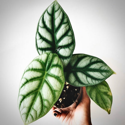 alocasia silver dragon for sale, alocasia silver dragon buy online, alocasia silver dragon price, alocasia silver dragon shop