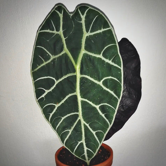 alocasia watsoniana for sale, alocasia watsoniana buy online, alocasia watsoniana price, alocasia watsoniana shop