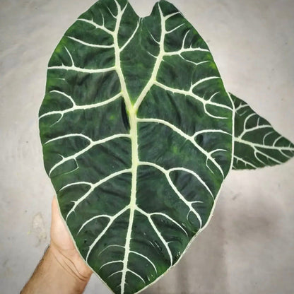 alocasia watsoniana for sale, alocasia watsoniana buy online, alocasia watsoniana price, alocasia watsoniana shop