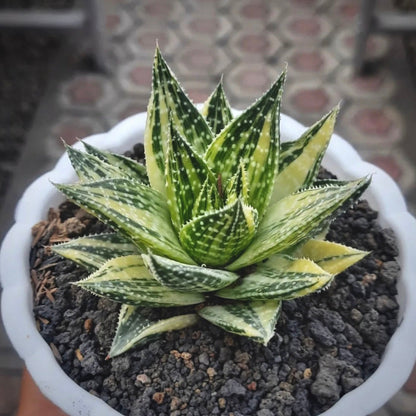 aloe aristata variegata for sale, aloe aristata variegata buy online, aloe aristata variegata price, aloe aristata variegata shop