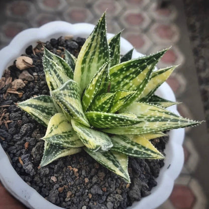 aloe aristata variegata for sale, aloe aristata variegata buy online, aloe aristata variegata price, aloe aristata variegata shop