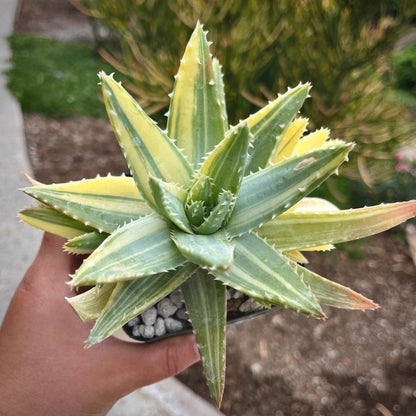 aloe brevifolia variegata for sale, aloe brevifolia variegata buy online, aloe brevifolia variegata price, aloe brevifolia variegata shop