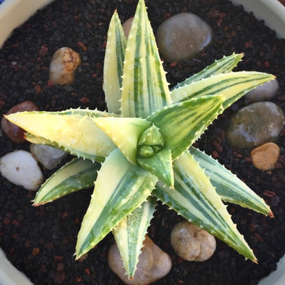 aloe brevifolia variegata for sale, aloe brevifolia variegata buy online, aloe brevifolia variegata price, aloe brevifolia variegata shop