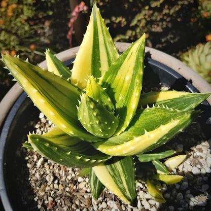 aloe nobilis variegata for sale, aloe nobilis variegata buy online, aloe nobilis variegata price, aloe nobilis variegata shop