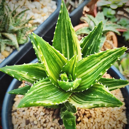 aloe nobilis variegata for sale, aloe nobilis variegata buy online, aloe nobilis variegata price, aloe nobilis variegata shop