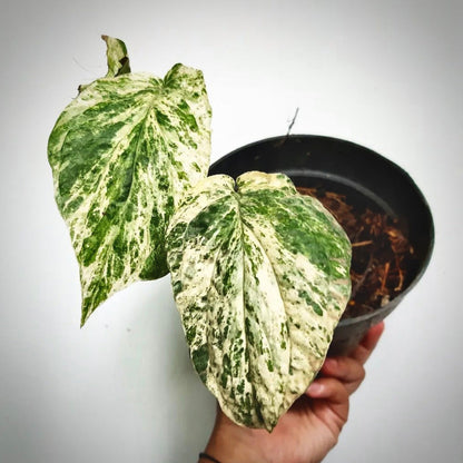 amydrium zippelianum variegata for sale, amydrium zippelianum variegata buy online, amydrium zippelianum variegata price, amydrium zippelianum variegata shop