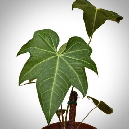 anthurium batman for sale, anthurium batman buy online, anthurium batman price, anthurium batman shop