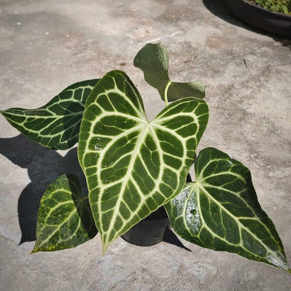 anthurium clarinervium king for sale, anthurium clarinervium king buy online, anthurium clarinervium king price, anthurium clarinervium king shop