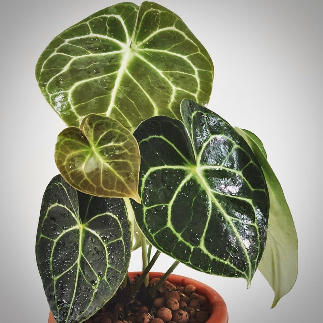 anthurium clarinervium pagoda for sale, anthurium clarinervium pagoda buy online, anthurium clarinervium pagoda price, anthurium clarinervium pagoda shop