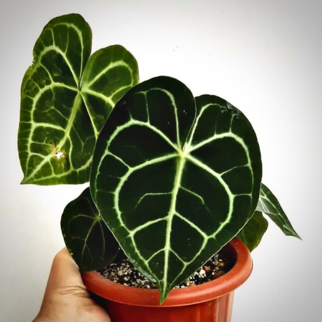 anthurium clarinervium pagoda for sale, anthurium clarinervium pagoda buy online, anthurium clarinervium pagoda price, anthurium clarinervium pagoda shop