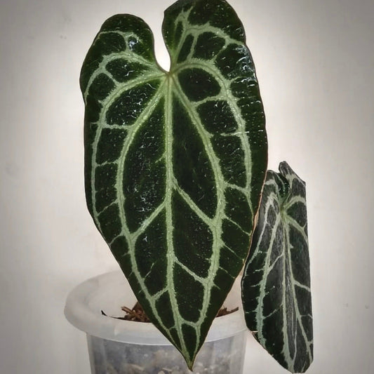 anthurium crystallinum minahasa for sale, anthurium crystallinum minahasa buy online, anthurium crystallinum minahasa price, anthurium crystallinum minahasa shop