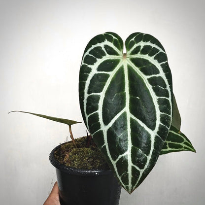 anthurium crystallinum minahasa for sale, anthurium crystallinum minahasa buy online, anthurium crystallinum minahasa price, anthurium crystallinum minahasa shop