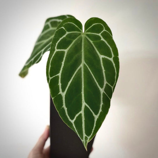 anthurium crystallinum narrow for sale, anthurium crystallinum narrow buy online, anthurium crystallinum narrow price, anthurium crystallinum narrow shop