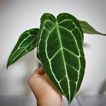 anthurium crystallinum narrow for sale, anthurium crystallinum narrow buy online, anthurium crystallinum narrow price, anthurium crystallinum narrow shop