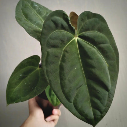 anthurium dark phoenix for sale, anthurium dark phoenix  buy online, anthurium dark phoenix  price, anthurium dark phoenix shop