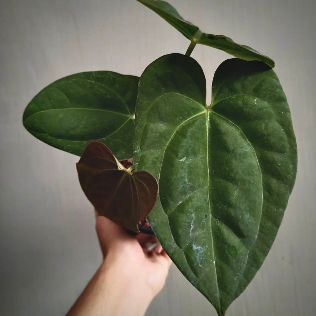 anthurium dark phoenix for sale, anthurium dark phoenix  buy online, anthurium dark phoenix  price, anthurium dark phoenix shop