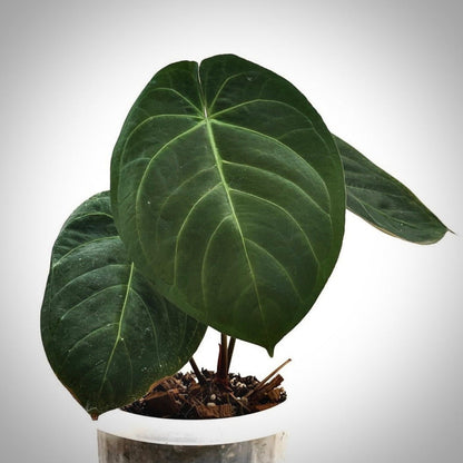 anthurium hoffmanii for sale, anthurium hoffmanii buy online, anthurium hoffmanii price, anthurium hoffmanii shop