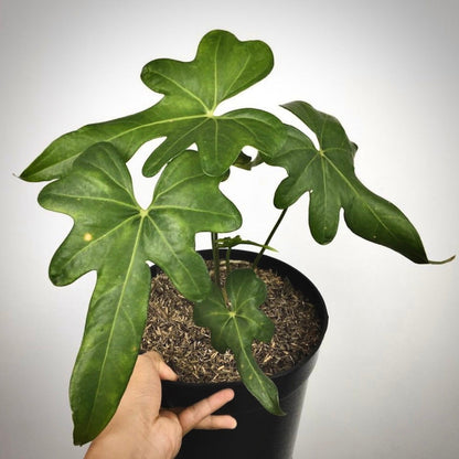 anthurium macrolobium for sale, anthurium macrolobium buy online, anthurium macrolobium price, anthurium macrolobium shop