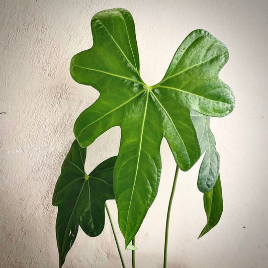 anthurium macrolobium for sale, anthurium macrolobium buy online, anthurium macrolobium price, anthurium macrolobium shop