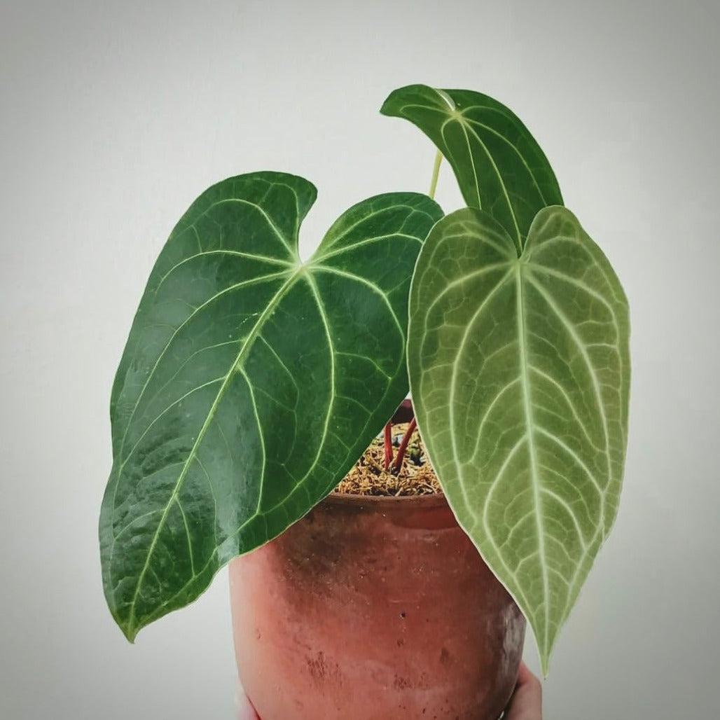 anthurium magnificum verde for sale, anthurium magnificum verde buy online, anthurium magnificum verde price, anthurium magnificum verde shop