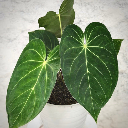 anthurium magnificum verde for sale, anthurium magnificum verde buy online, anthurium magnificum verde price, anthurium magnificum verde shop