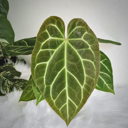 anthurium magnificum for sale, anthurium magnificum buy online, anthurium magnificum price, anthurium magnificum shop