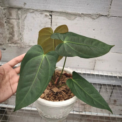 anthurium papillilaminum for sale, anthurium papillilaminum buy online, anthurium papillilaminum price, anthurium papillilaminum shop