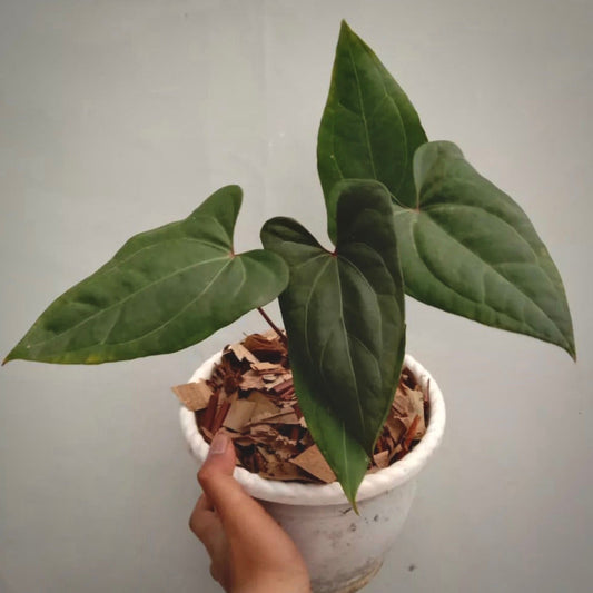 anthurium papillilaminum for sale, anthurium papillilaminum buy online, anthurium papillilaminum price, anthurium papillilaminum shop