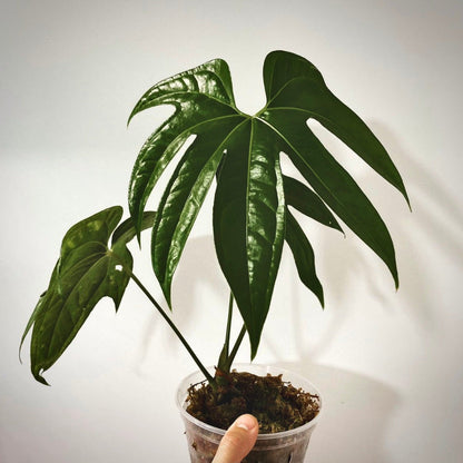 anthurium pedatoradiatum for sale, anthurium pedatoradiatum buy online, anthurium pedatoradiatum price, anthurium pedatoradiatum shop