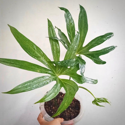 anthurium pedatoradiatum for sale, anthurium pedatoradiatum buy online, anthurium pedatoradiatum price, anthurium pedatoradiatum shop