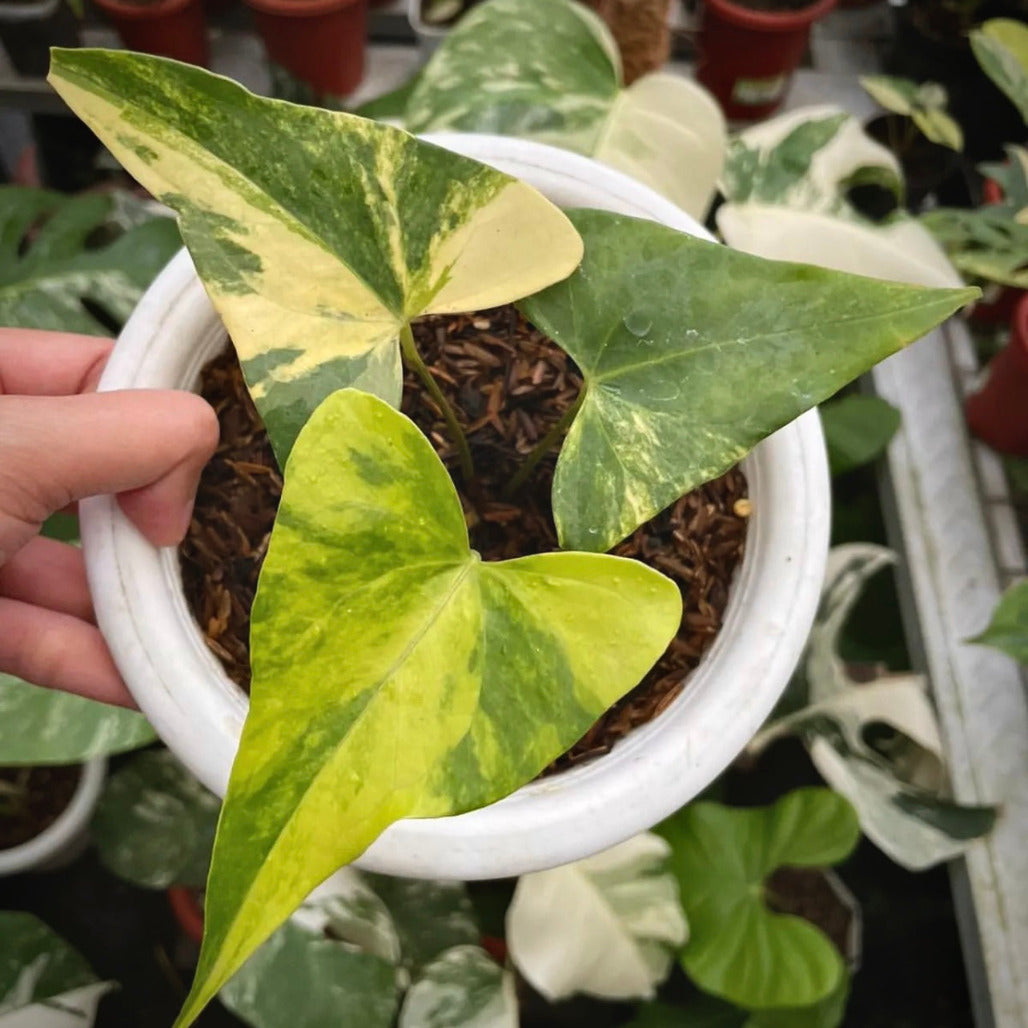 anthurium pterodactyl variegata for sale, anthurium pterodactyl variegata buy online, anthurium pterodactyl variegata price, anthurium pterodactyl variegata shop