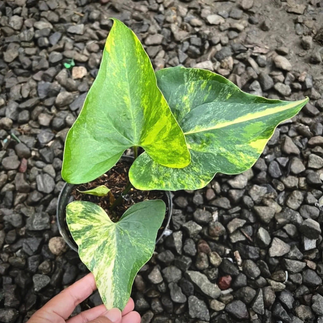 anthurium pterodactyl variegata for sale, anthurium pterodactyl variegata buy online, anthurium pterodactyl variegata price, anthurium pterodactyl variegata shop