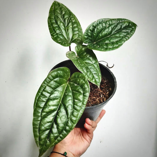 anthurium radicans for sale, anthurium radicans buy online, anthurium radicans price, anthurium radicans shop