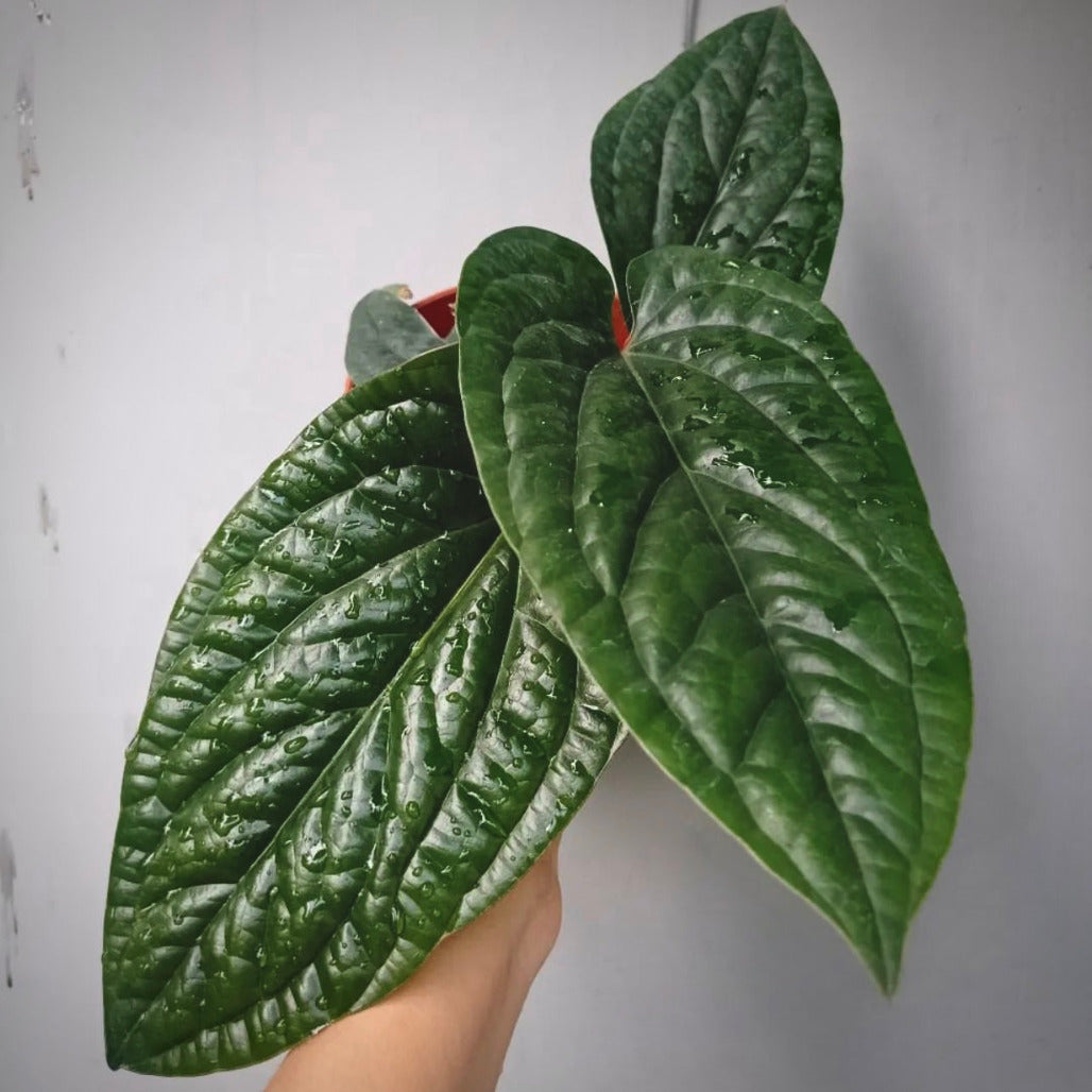 anthurium radicans for sale, anthurium radicans buy online, anthurium radicans price, anthurium radicans shop