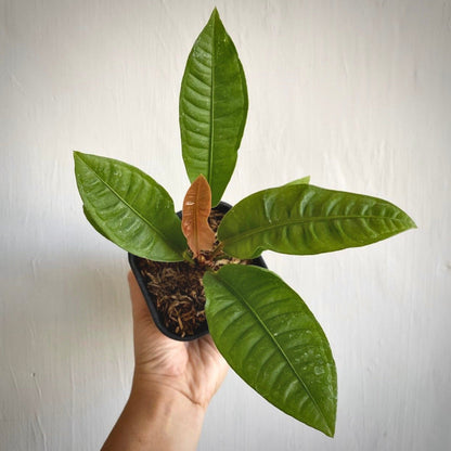 anthurium reflexinervium for sale, anthurium reflexinervium buy online, anthurium reflexinervium price, anthurium reflexinervium shop