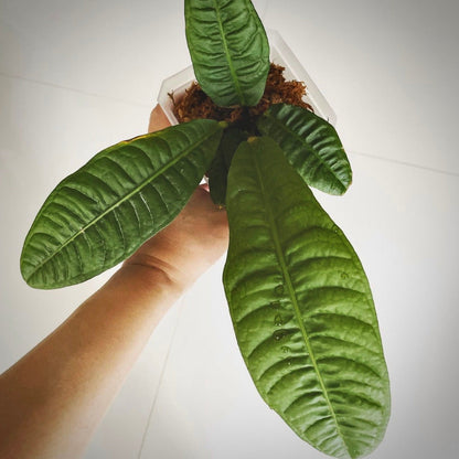 anthurium reflexinervium for sale, anthurium reflexinervium buy online, anthurium reflexinervium price, anthurium reflexinervium shop