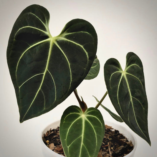 anthurium regale greg hambali for sale, anthurium regale greg hambali buy online, anthurium regale greg hambali price, anthurium regale greg hambali shop