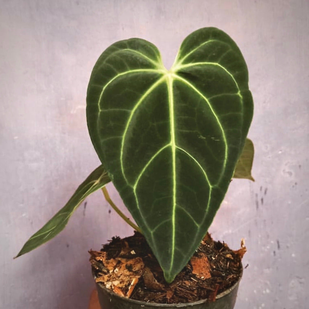 anthurium regale greg hambali for sale, anthurium regale greg hambali buy online, anthurium regale greg hambali price, anthurium regale greg hambali shop