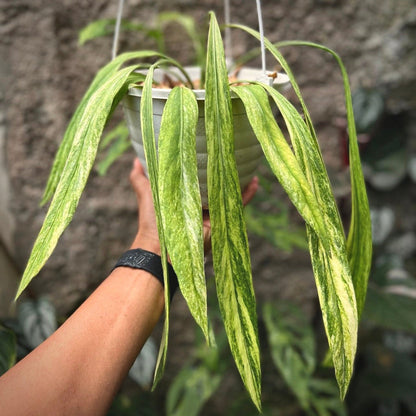 anthurium vittarifolium variegata for sale, anthurium vittarifolium variegata buy online, anthurium vittarifolium variegata price, anthurium vittarifolium variegata shop