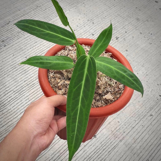 anthurium warocqueanum for sale, anthurium warocqueanum buy online, anthurium warocqueanum price, anthurium warocqueanum shop