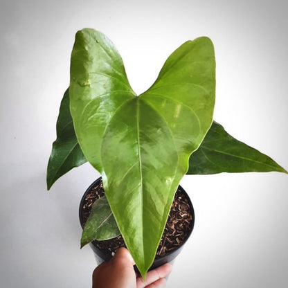 anthurium watermaliense for sale, anthurium watermaliense buy online, anthurium watermaliense price, anthurium watermaliense shop