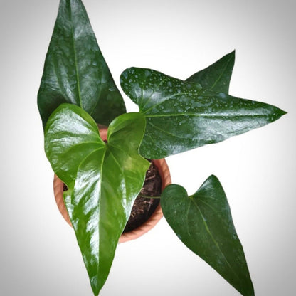 anthurium watermaliense for sale, anthurium watermaliense buy online, anthurium watermaliense price, anthurium watermaliense shop