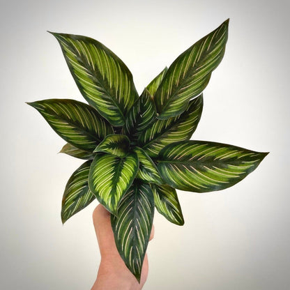 calathea beauty star for sale, calathea beauty star buy online, calathea beauty star price, calathea beauty star shop