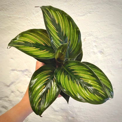 calathea beauty star for sale, calathea beauty star buy online, calathea beauty star price, calathea beauty star shop