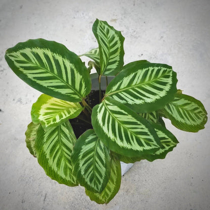 calathea flamestar for sale, calathea flamestar buy online, calathea flamestar price, calathea flamestar shop