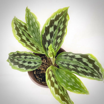 calathea kaempferia for sale, calathea kaempferia buy online, calathea kaempferia price, calathea kaempferia shop