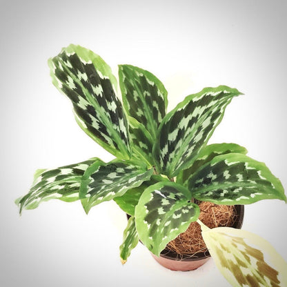 calathea kaempferia for sale, calathea kaempferia buy online, calathea kaempferia price, calathea kaempferia shop