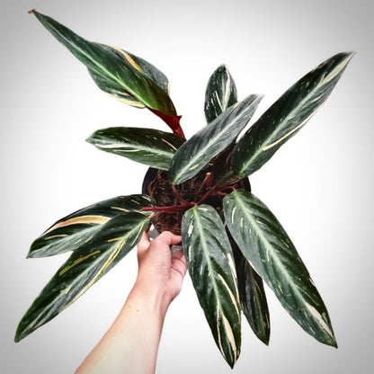 calathea magic star for sale, calathea magic star buy online, calathea magic star price, calathea magic star shop